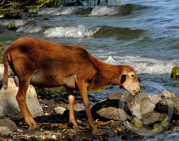 Another Beachcomber - Lake Nicaragua