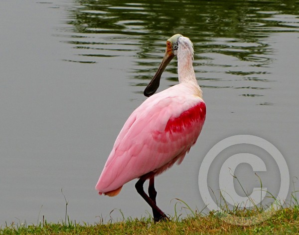 Roseate spoonbill 3