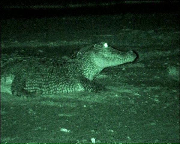 Crocodiles north australia