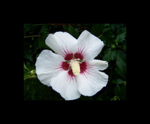Rose of Sharon