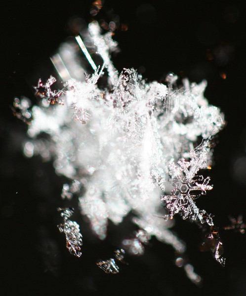 snow flake 4255