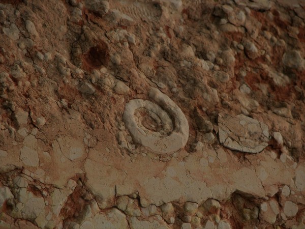 Fossil in wall of church St. Marija on Brezje Slov