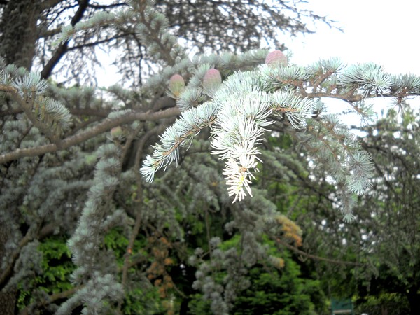 Tree with white Flowers