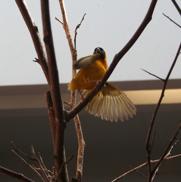 Exotic Bird
