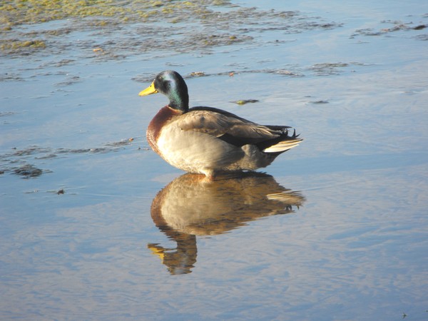 duck