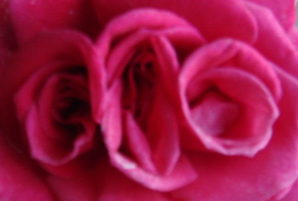 Pink Rose