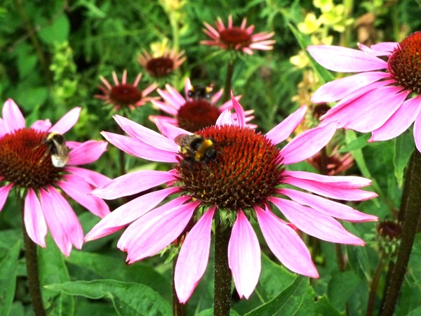 Bumbling About