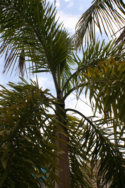 palm
