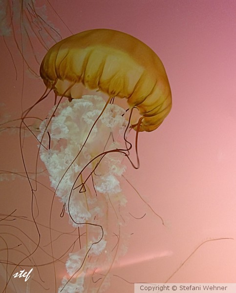 Jelly