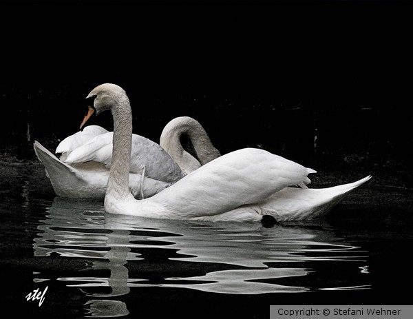 swan sea