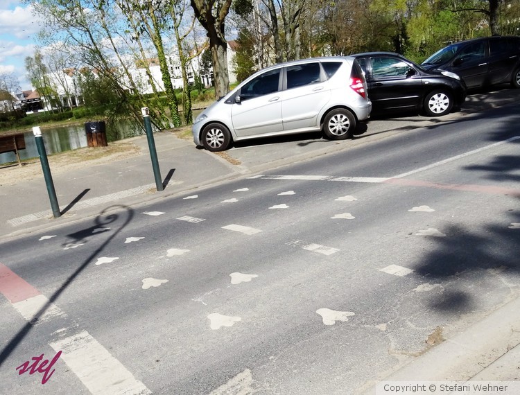 duck crossing