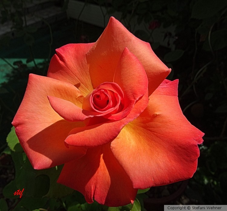 just for you...to say THANK YOU