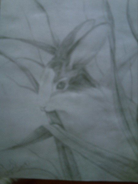 sweet grass