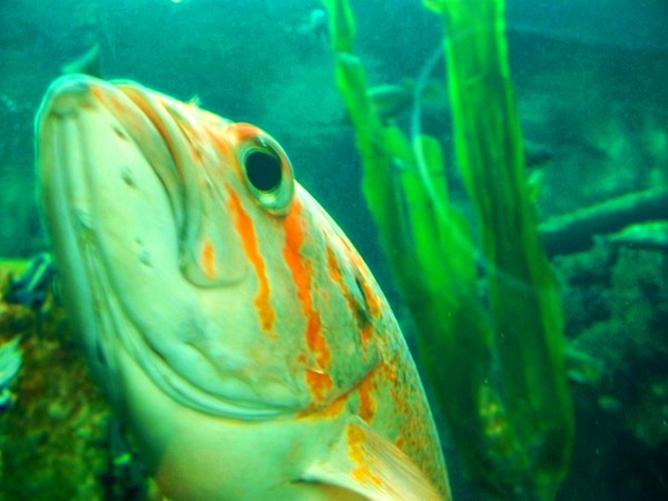 Oregon Coast Aquarium Series # 7 