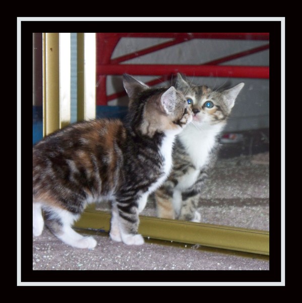 7 Kittens Series