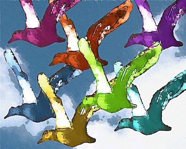 Birds of Colour (flock together)