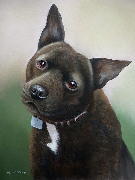 STAFFORDSHIRE BULL TERRIER