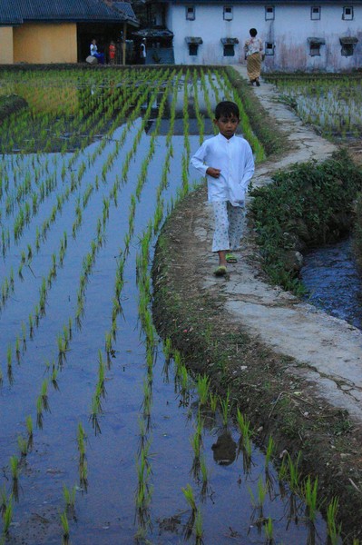 Rice Terrace in the Dusk