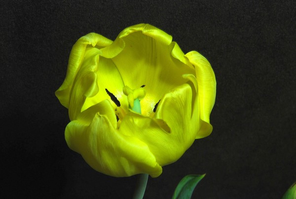 yellow tulip