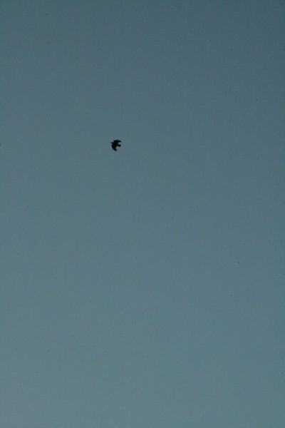 SmallBirdBigSky.
