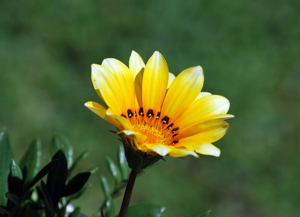 Nikon_06022009_3461