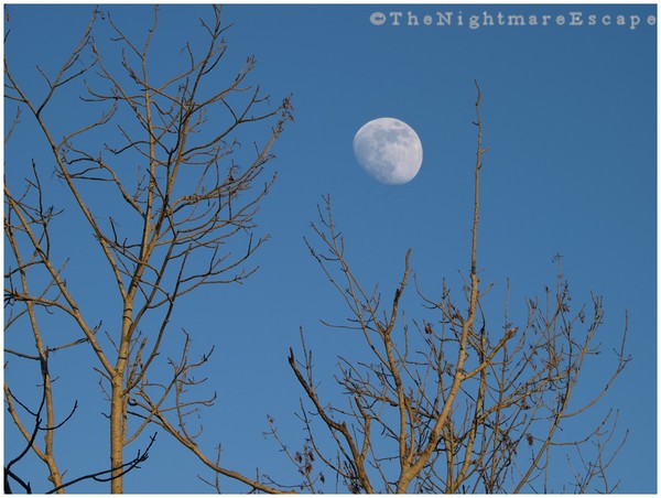 Moon in the Day
