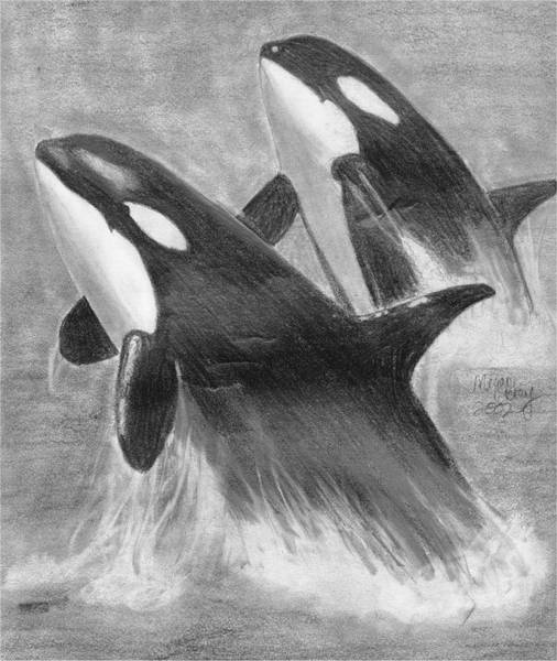 Corky and Kasatka