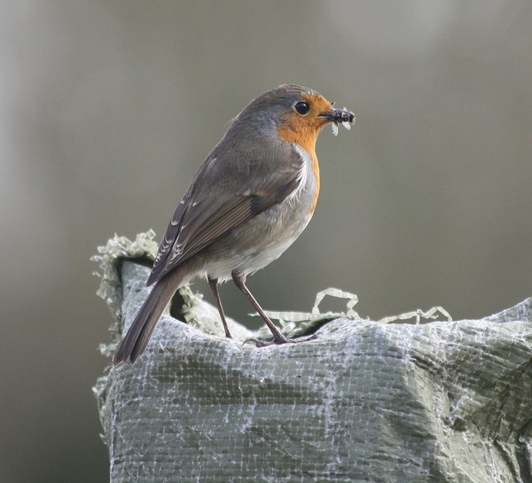 Robin 1