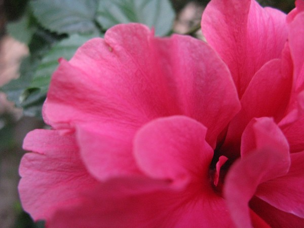 Pink Hibiscus
