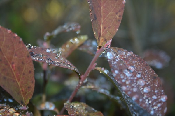 Frosty flower