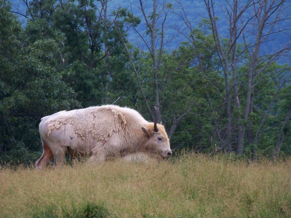 White Buffalo