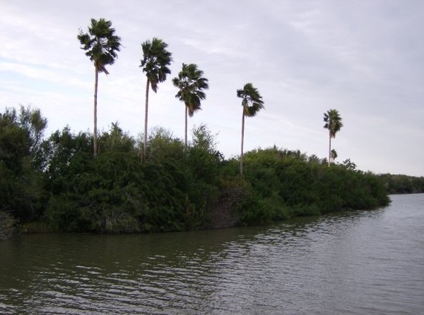 all my palms in a row