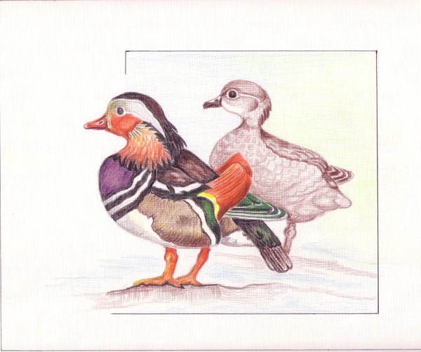 ducks on paper