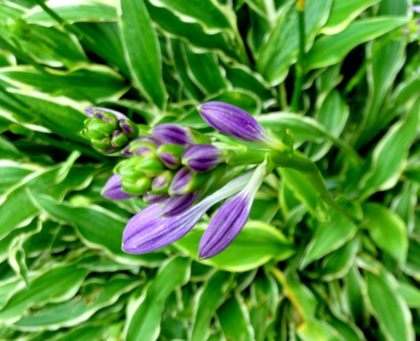 Purple Peeking Through