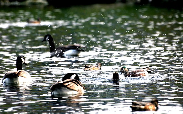 Duck Pond
