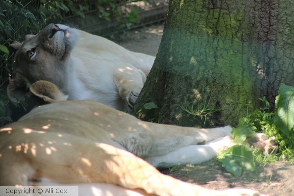 Lioness