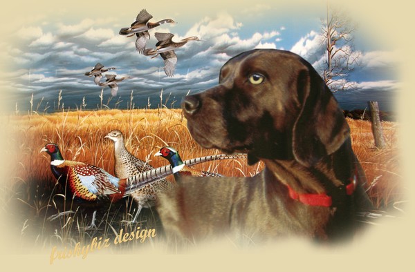 Chocolate Labrador Retriever Hunts