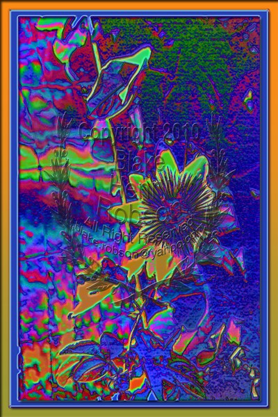 Passion flowers on the Vine