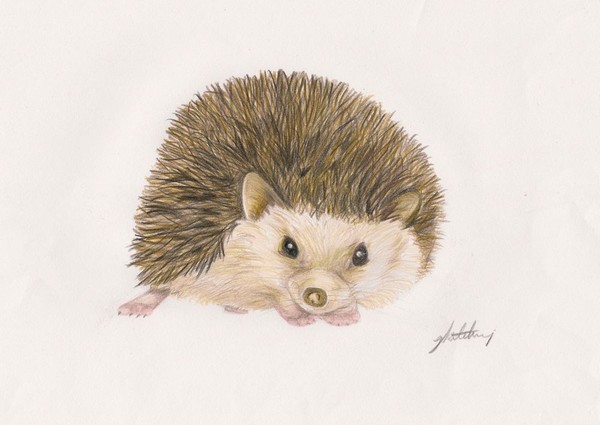 Hedgehog