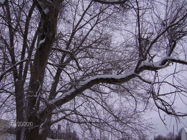 snow in tree