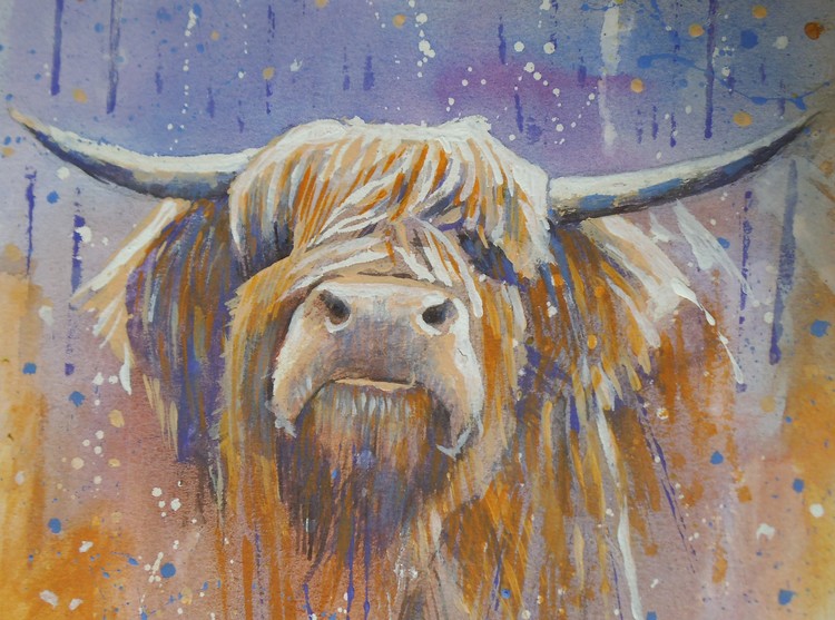 highland cow