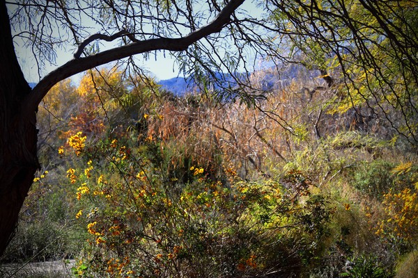 A Desert Landscape 