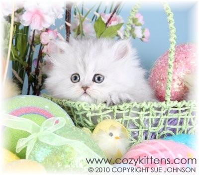 ~Angel Fur-Babies~