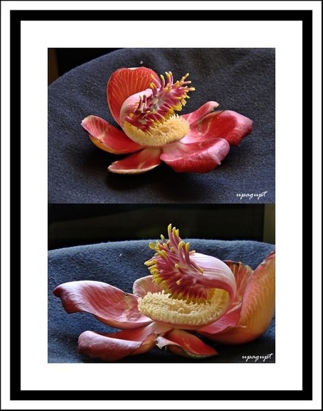 flower beauty