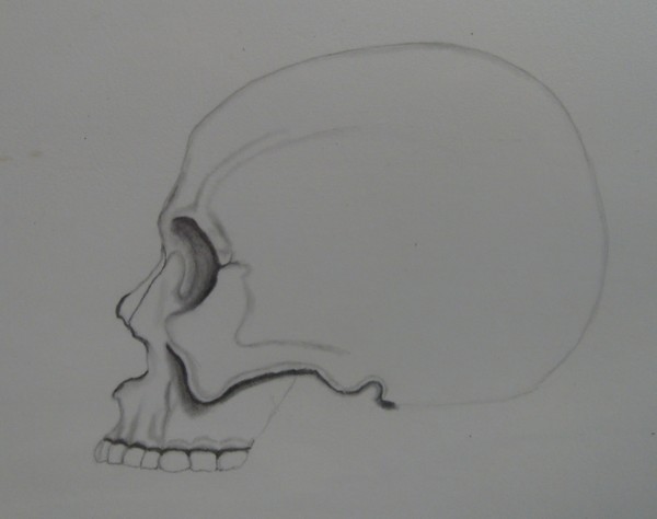 skull