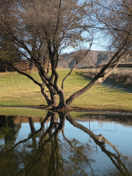 reflection pond study 1 - trees
