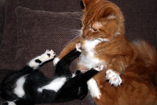 Cats Playing