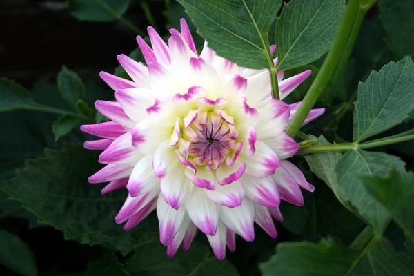 White and Purple Dahlia