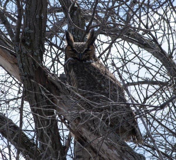 Great Horned Owl