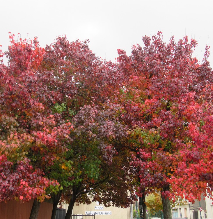 FALL SPLENDOR ON A DULL DAY
